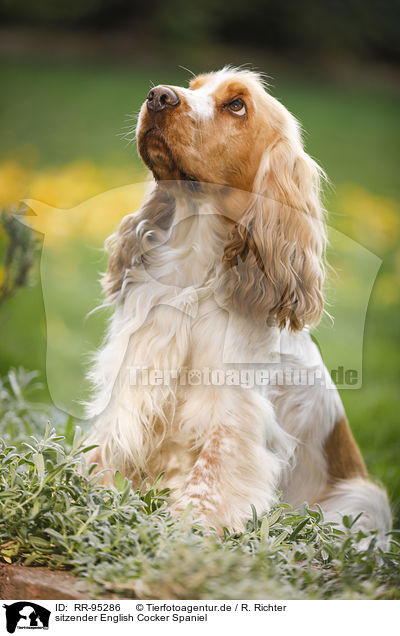 sitzender English Cocker Spaniel / sitting English Cocker Spaniel / RR-95286
