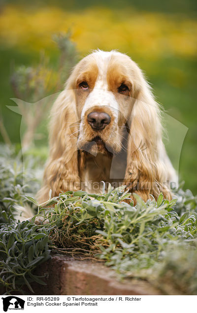 English Cocker Spaniel Portrait / English Cocker Spaniel Portrait / RR-95289