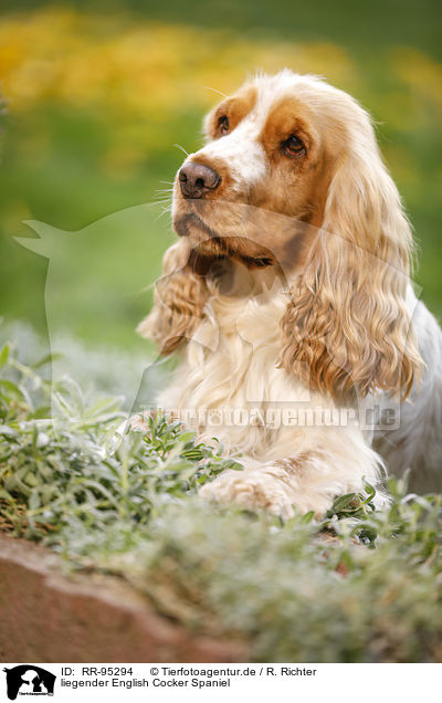 liegender English Cocker Spaniel / lying English Cocker Spaniel / RR-95294