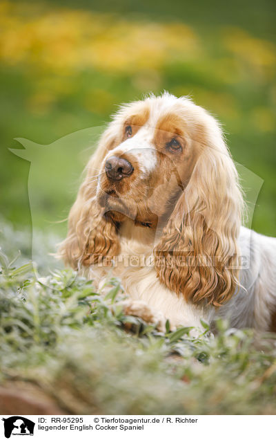 liegender English Cocker Spaniel / lying English Cocker Spaniel / RR-95295