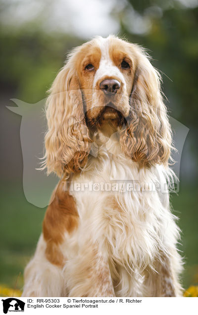 English Cocker Spaniel Portrait / English Cocker Spaniel Portrait / RR-95303