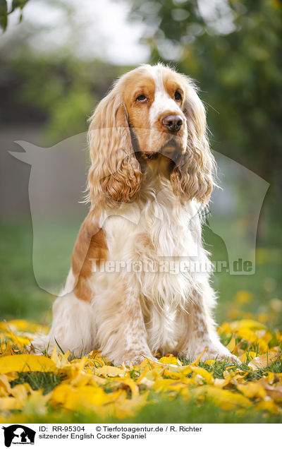 sitzender English Cocker Spaniel / sitting English Cocker Spaniel / RR-95304