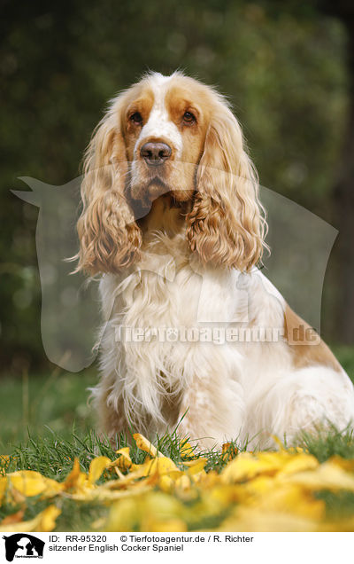 sitzender English Cocker Spaniel / sitting English Cocker Spaniel / RR-95320
