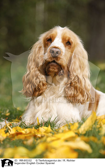 liegender English Cocker Spaniel / lying English Cocker Spaniel / RR-95332