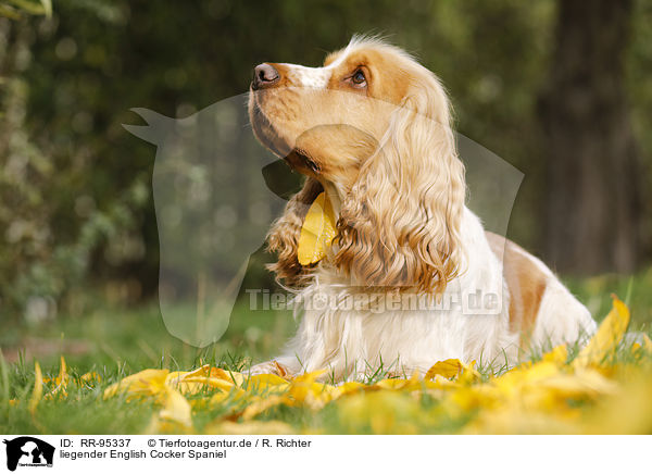 liegender English Cocker Spaniel / lying English Cocker Spaniel / RR-95337