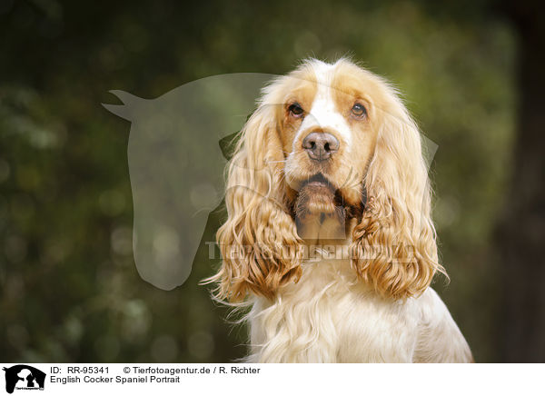 English Cocker Spaniel Portrait / English Cocker Spaniel Portrait / RR-95341