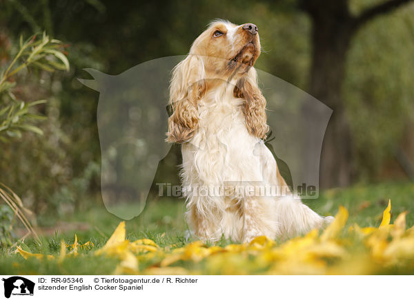 sitzender English Cocker Spaniel / sitting English Cocker Spaniel / RR-95346