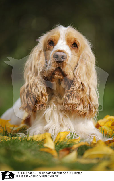 liegender English Cocker Spaniel / lying English Cocker Spaniel / RR-95354