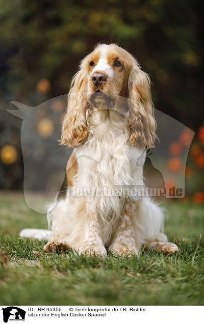 sitzender English Cocker Spaniel / sitting English Cocker Spaniel / RR-95356