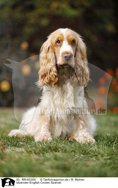 sitzender English Cocker Spaniel / sitting English Cocker Spaniel / RR-95359