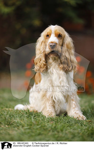 sitzender English Cocker Spaniel / sitting English Cocker Spaniel / RR-95360