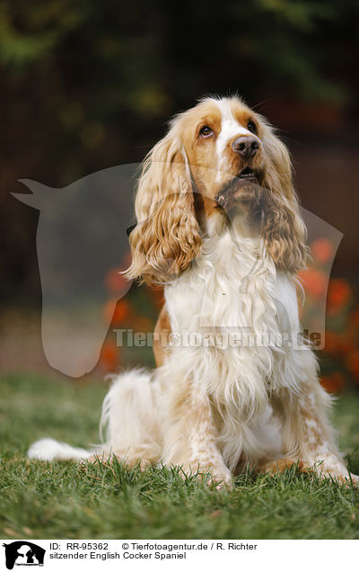 sitzender English Cocker Spaniel / sitting English Cocker Spaniel / RR-95362