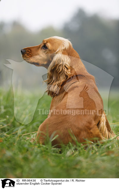 sitzender English Cocker Spaniel / sitting English Cocker Spaniel / RR-96436