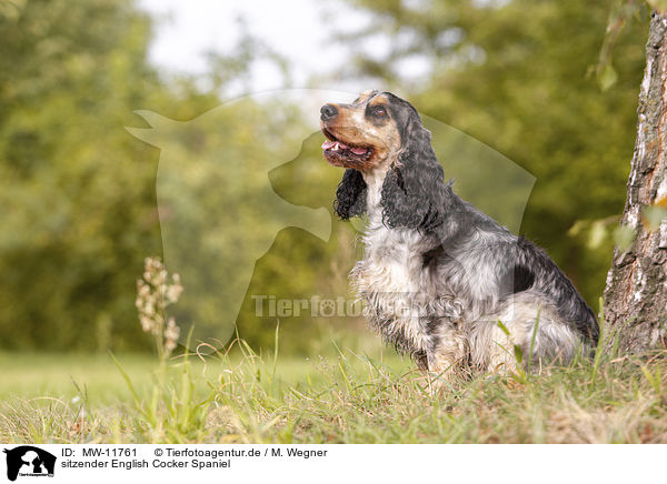 sitzender English Cocker Spaniel / sitting English Cocker Spaniel / MW-11761