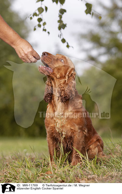 sitzender English Cocker Spaniel / sitting English Cocker Spaniel / MW-11769