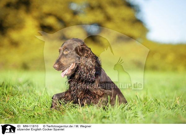 sitzender English Cocker Spaniel / sitting English Cocker Spaniel / MW-11810