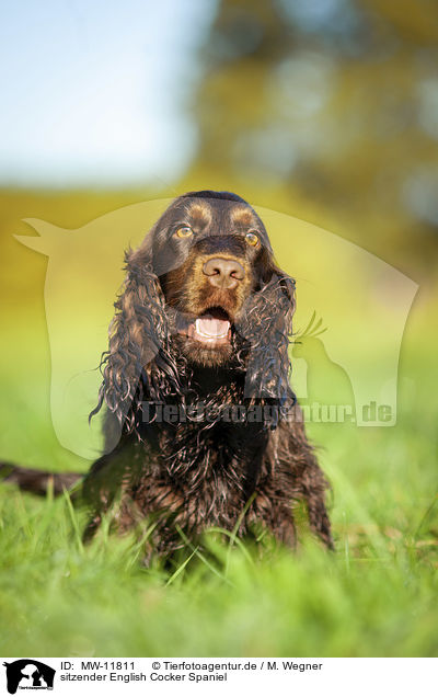 sitzender English Cocker Spaniel / sitting English Cocker Spaniel / MW-11811