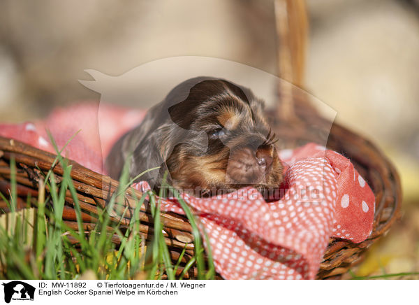 English Cocker Spaniel Welpe im K�rbchen / English Cocker Spaniel puppy in the basket / MW-11892