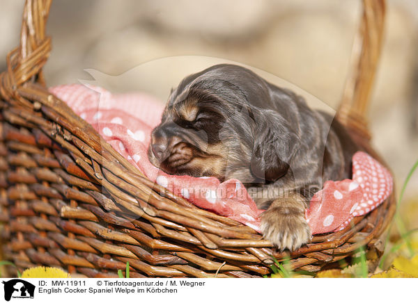 English Cocker Spaniel Welpe im K�rbchen / English Cocker Spaniel puppy in the basket / MW-11911