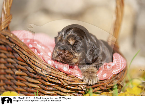 English Cocker Spaniel Welpe im K�rbchen / English Cocker Spaniel puppy in the basket / MW-11912