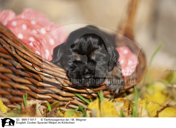English Cocker Spaniel Welpe im K�rbchen / English Cocker Spaniel puppy in the basket / MW-11917