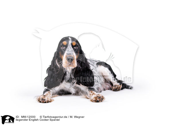 liegender English Cocker Spaniel / lying English Cocker Spaniel / MW-12000