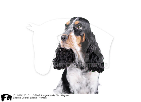 English Cocker Spaniel Portrait / English Cocker Spaniel Portrait / MW-12010