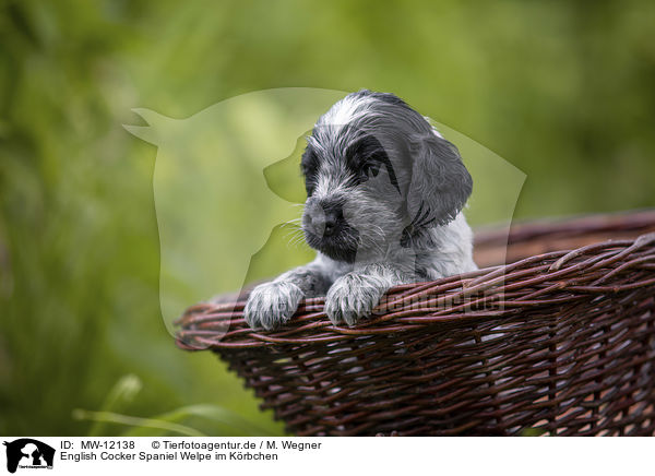 English Cocker Spaniel Welpe im K�rbchen / English Cocker Spaniel puppy in a basket / MW-12138