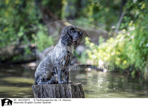 sitzender English Cocker Spaniel / sitting English Cocker Spaniel / AH-03974