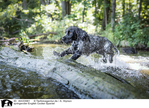 springender English Cocker Spaniel / jumping English Cocker Spaniel / AH-03981