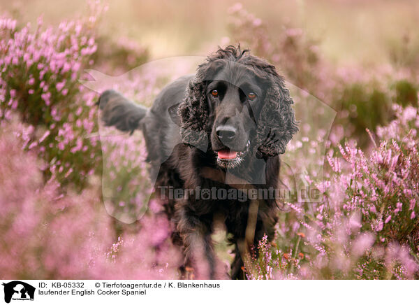 laufender English Cocker Spaniel / walking English Cocker Spaniel / KB-05332