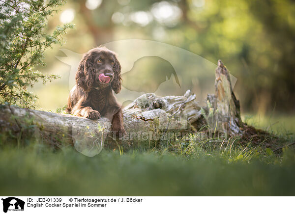 English Cocker Spaniel im Sommer / English Cocker Spaniel in summer / JEB-01339