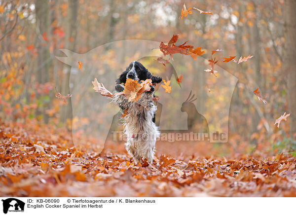 English Cocker Spaniel im Herbst / English Cocker Spaniel in autumn / KB-06090
