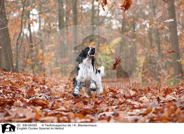 English Cocker Spaniel im Herbst / English Cocker Spaniel in autumn / KB-06095