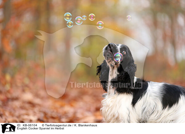 English Cocker Spaniel im Herbst / English Cocker Spaniel in autumn / KB-06104