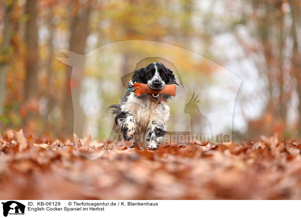 English Cocker Spaniel im Herbst / English Cocker Spaniel in autumn / KB-06129