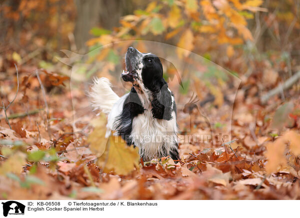 English Cocker Spaniel im Herbst / English Cocker Spaniel in autumn / KB-06508