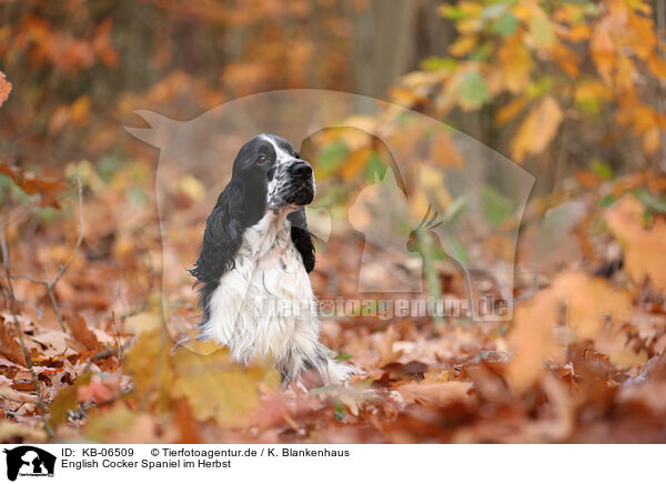 English Cocker Spaniel im Herbst / English Cocker Spaniel in autumn / KB-06509