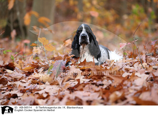 English Cocker Spaniel im Herbst / English Cocker Spaniel in autumn / KB-06514