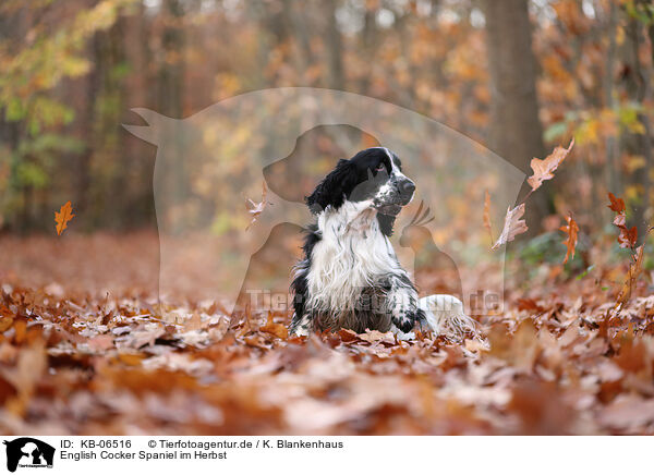 English Cocker Spaniel im Herbst / English Cocker Spaniel in autumn / KB-06516