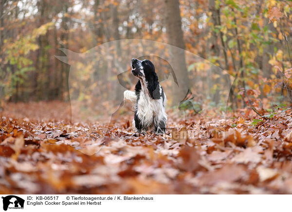 English Cocker Spaniel im Herbst / English Cocker Spaniel in autumn / KB-06517