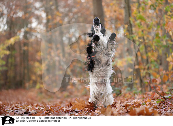 English Cocker Spaniel im Herbst / English Cocker Spaniel in autumn / KB-06518