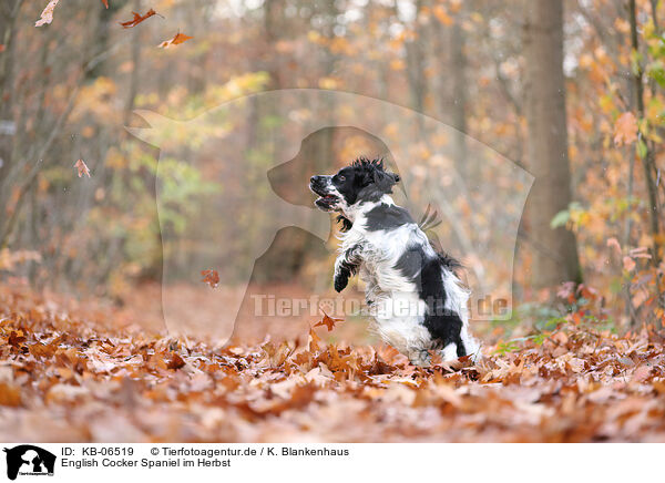 English Cocker Spaniel im Herbst / English Cocker Spaniel in autumn / KB-06519