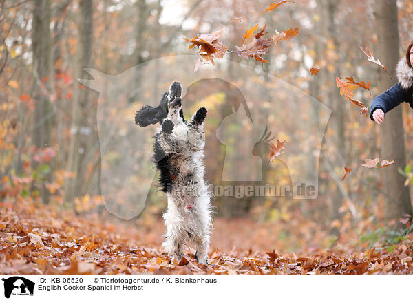 English Cocker Spaniel im Herbst / English Cocker Spaniel in autumn / KB-06520
