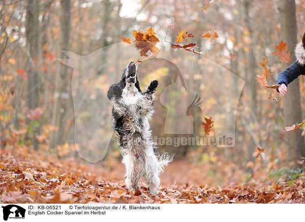 English Cocker Spaniel im Herbst / English Cocker Spaniel in autumn / KB-06521