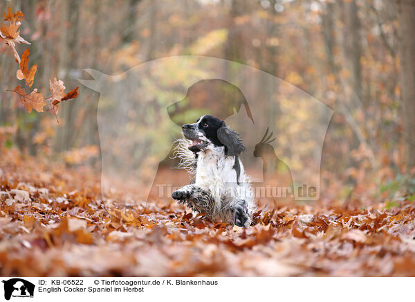 English Cocker Spaniel im Herbst / English Cocker Spaniel in autumn / KB-06522