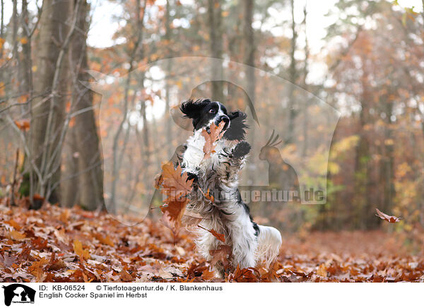 English Cocker Spaniel im Herbst / English Cocker Spaniel in autumn / KB-06524