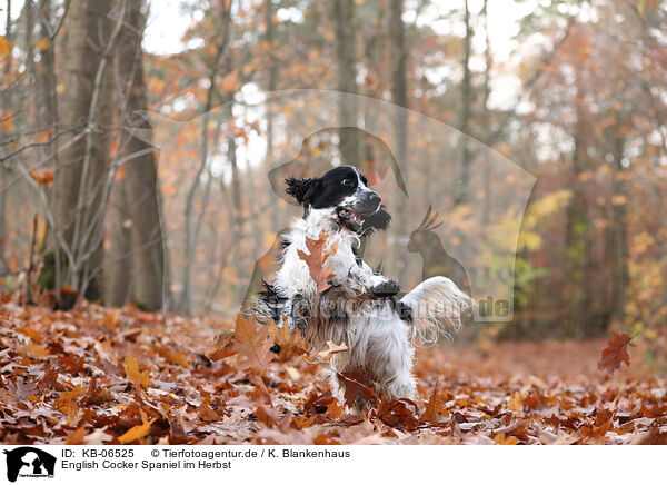 English Cocker Spaniel im Herbst / English Cocker Spaniel in autumn / KB-06525