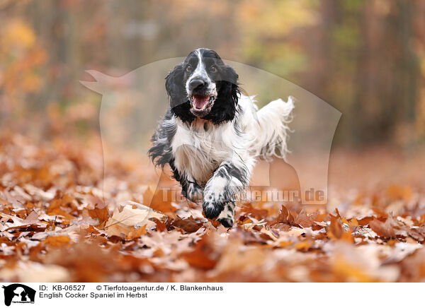 English Cocker Spaniel im Herbst / English Cocker Spaniel in autumn / KB-06527