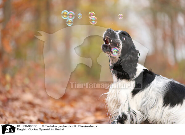 English Cocker Spaniel im Herbst / English Cocker Spaniel in autumn / KB-06530